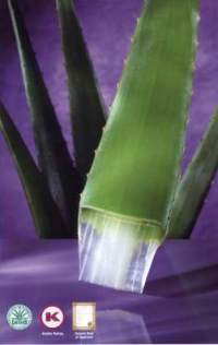 Aloe Vera plant