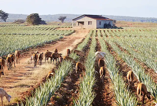 concime naturale per Aloe della Forever: il più vecchio metodo del mondo - sterco